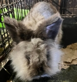 SnickerDoodle-Male-Bunny-A-Little-Shy-But-Warms-Up.-And-a-Good-Boy
