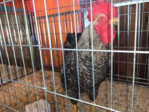 flspca-rescue-rooster
