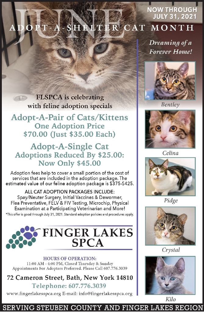 Finger Lakes SPCA | Cat Adoption Special June 2021