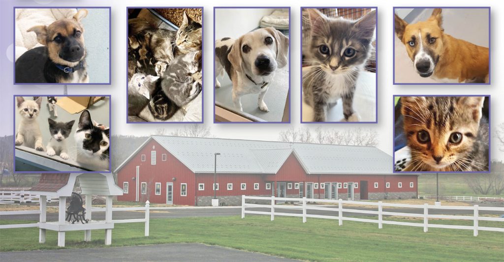 FLSPCA Summer 2021 Appeal