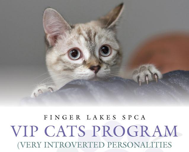 FLSPCA VIP Cat Program