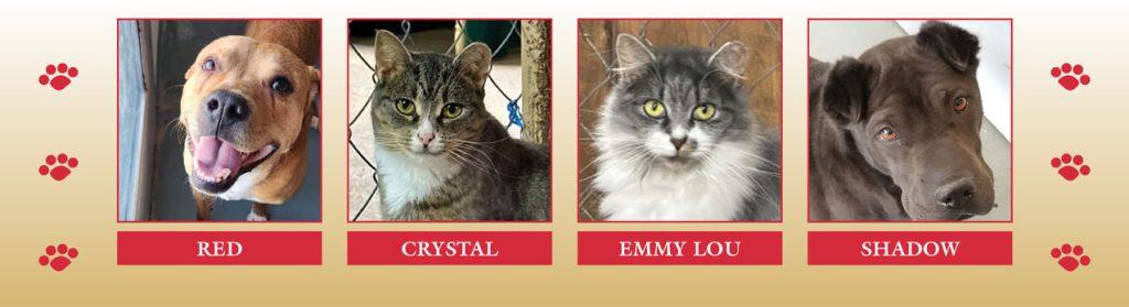 FLSPCA - Red, Crystal, Emmy Lou and Shadow