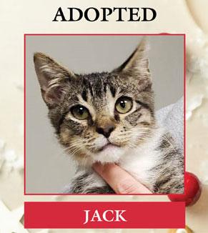 FLSPCA - Jack, Adopted
