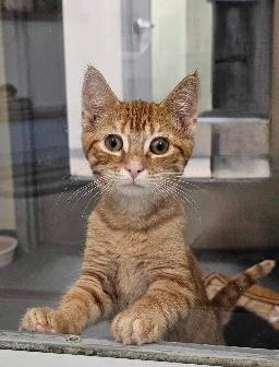 FLSPCA Clear the Shelter - Adopt Marmalade