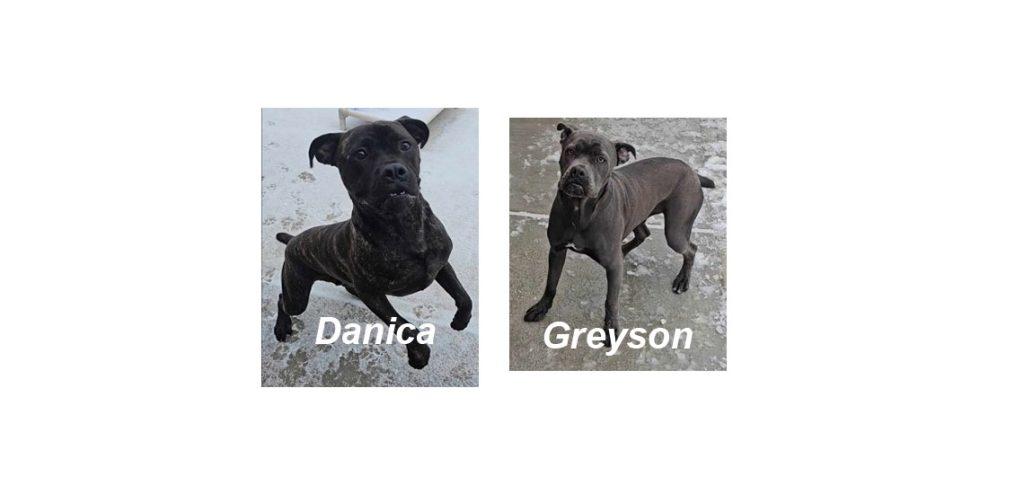Cane Corsos available for adoption at Finger Lakes SPCA, Danica and Greyson