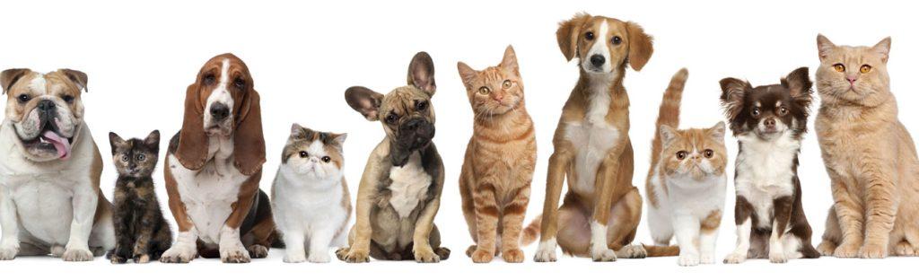 From left to right, brown and white bulldog, calico kitten, brown white and black basset hound, white and orange cat, light brown, white and black boxer puppy, orange tiger cat, orange and white collie puppy, orange and white tiger cat, brown and white long hair chihuahua and a tan cat.