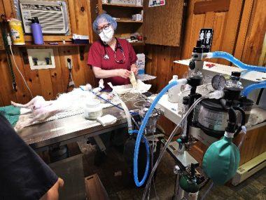 FLSPCA new operating table for animal surgeries